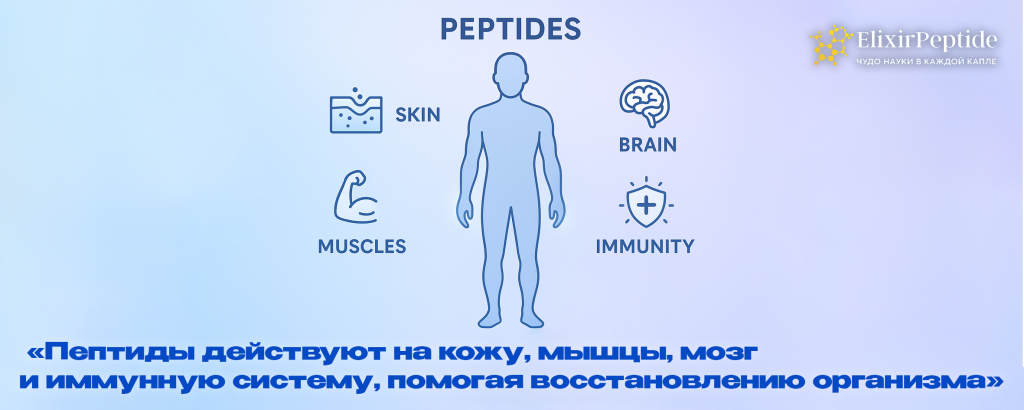 Пептиды действуют на кожу мышцы мозг и иммунную систему помогая восстановлению организма..png