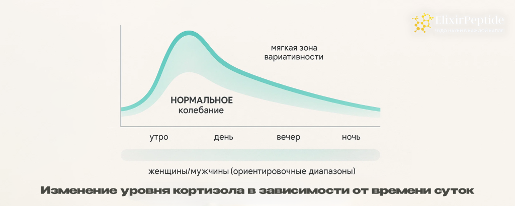Изменение уровня кортизола в зависимости от времени суток.png