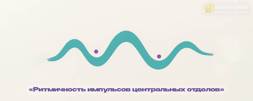 Ритмичность импульсов центральных отделов.png