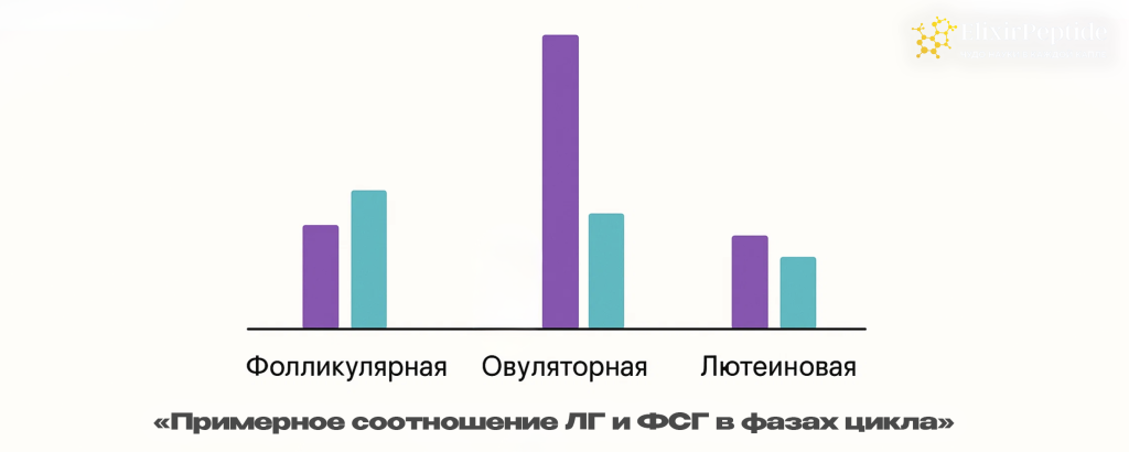 Примерное соотношение ЛГ и ФСГ в фазах цикла .png