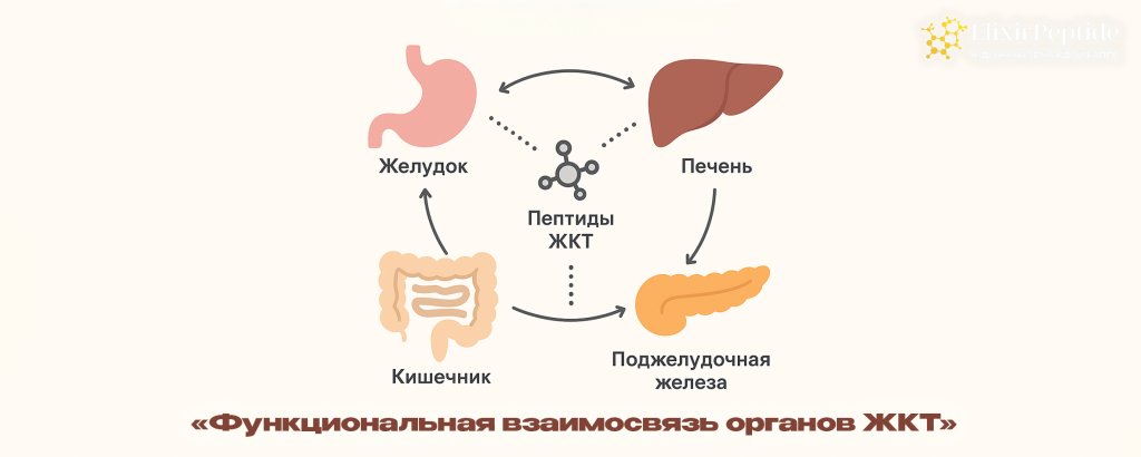 Функциональная взаимосвязь органов ЖКТ.png