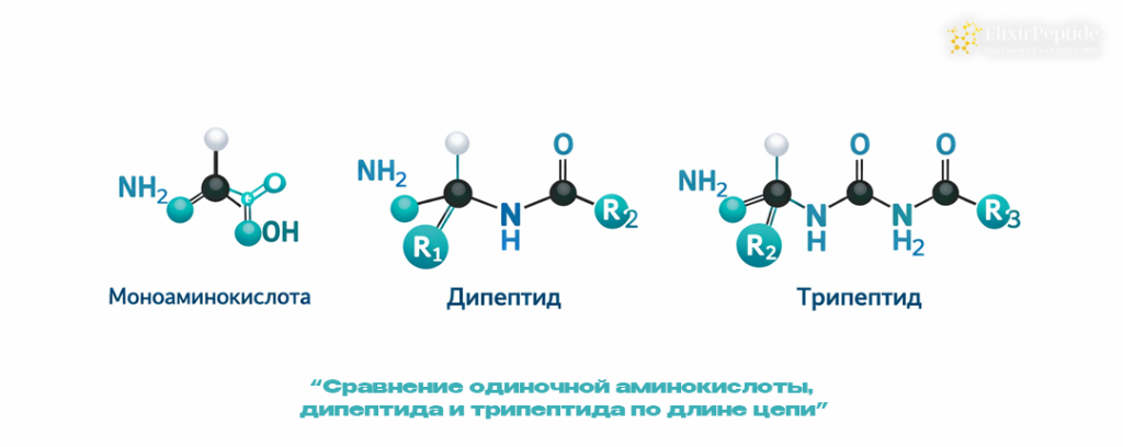 Сравнение одиночной аминокислоты дипептида и трипептида по длине цепи.png