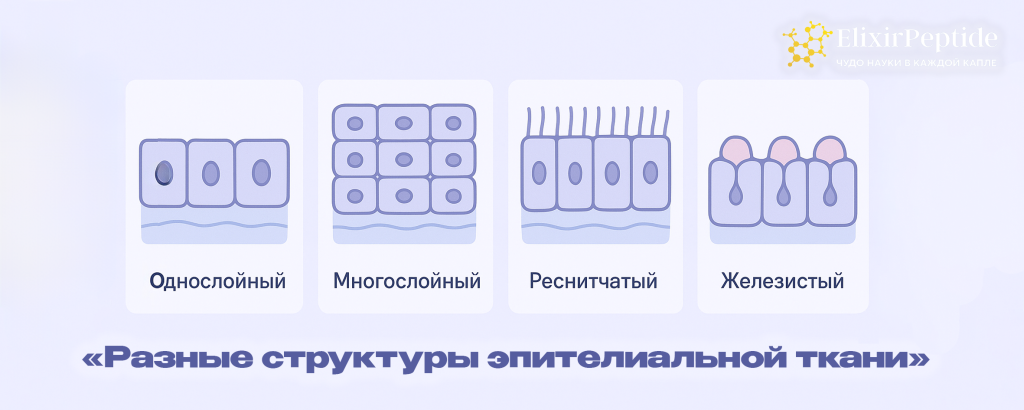 Разные структуры эпителиальной ткани.png