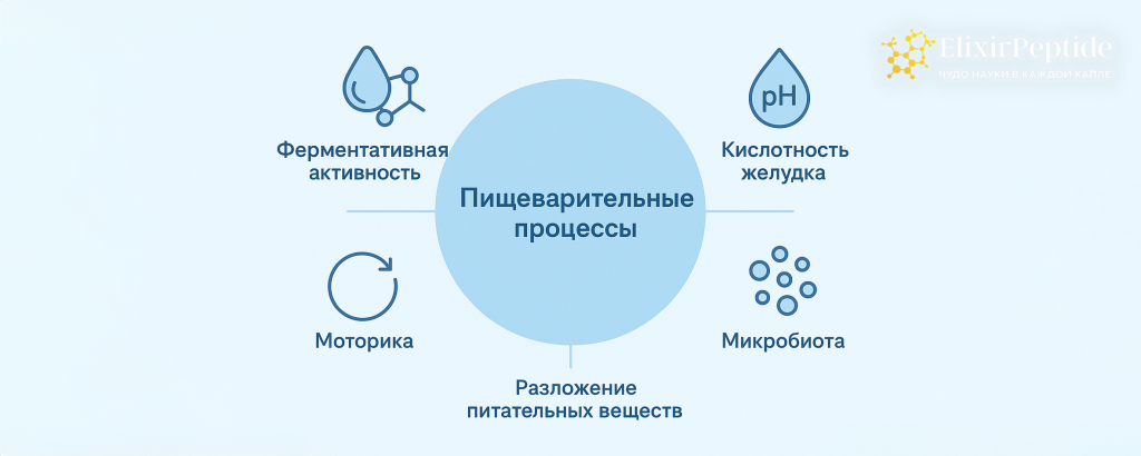 Основные процессы пищеварения, ферменты и механизмы 