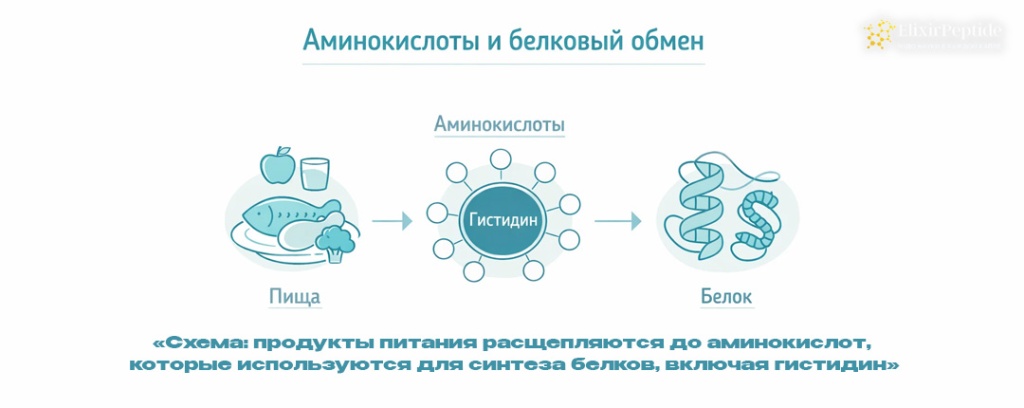 Схема- продукты питания расщепляются до аминокислот которые используются для синтеза белков включая гистидин .jpg