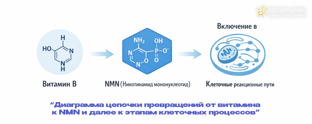 Диаграмма цепочки превращений от витамина к NMN и далее к этапам клеточных процессов. .png