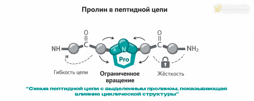 Схема пептидной цепи с выделенным пролином показывающая влияние циклической структуры.png
