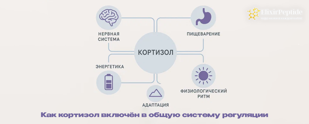 Как кортизол включён в общую систему регуляции.png