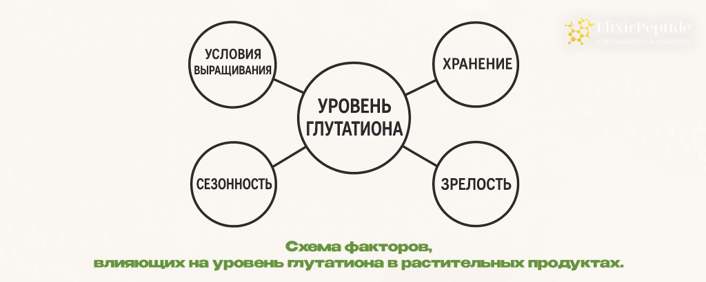 Схема факторов влияющих на уровень глутатиона в растительных продуктах. .png