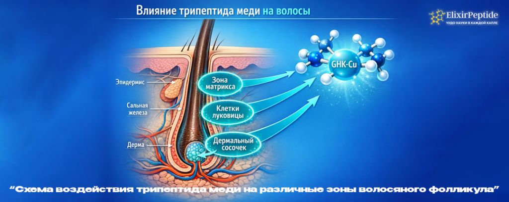 Схема воздействия трипептида меди на различные зоны волосяного фолликула.png