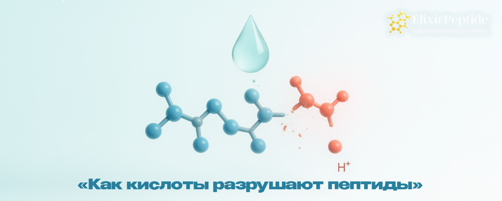  «Как кислоты разрушают пептиды» .png