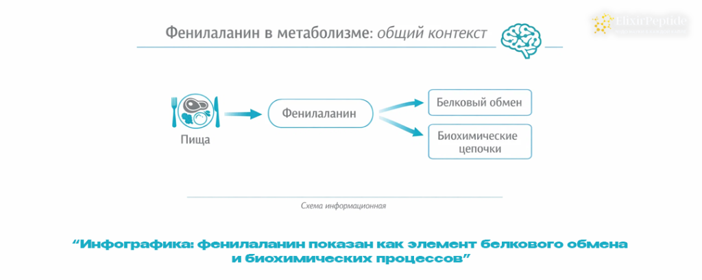 Инфографика- фенилаланин показан как элемент белкового обмена и биохимических процессов.png
