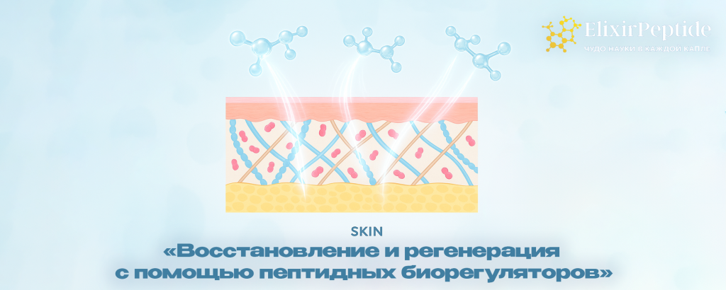Восстановление и регенерация с помощью пептидных биорегуляторов .png