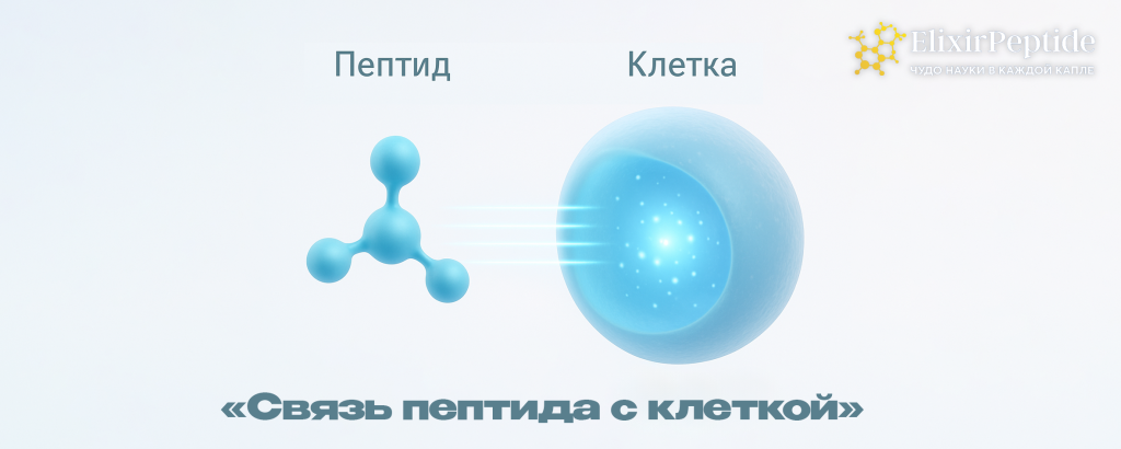 Связь пептида с клеткой .png