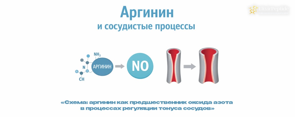 Схема- аргинин как предшественник оксида азота в процессах регуляции тонуса сосудов .jpg