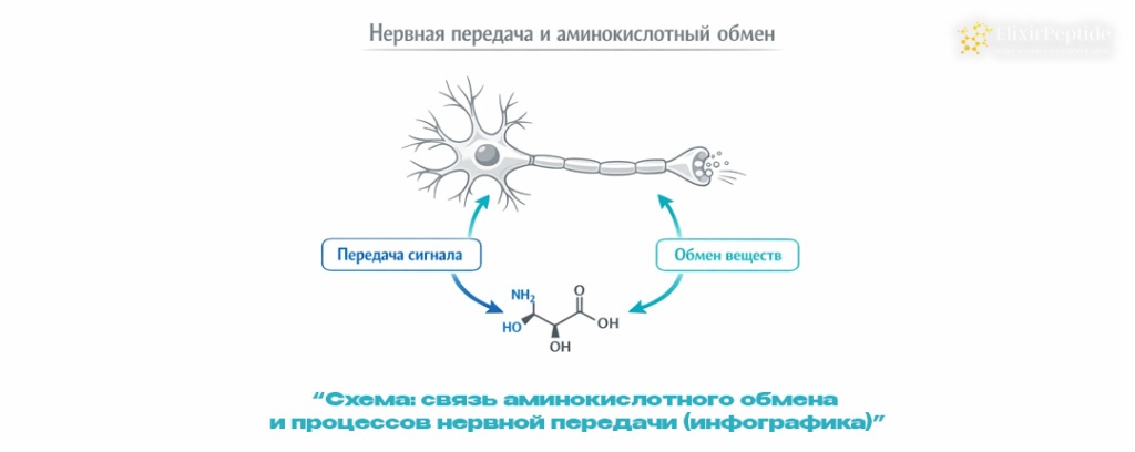Схема- связь аминокислотного обмена и процессов нервной передачи (инфографика) .jpg