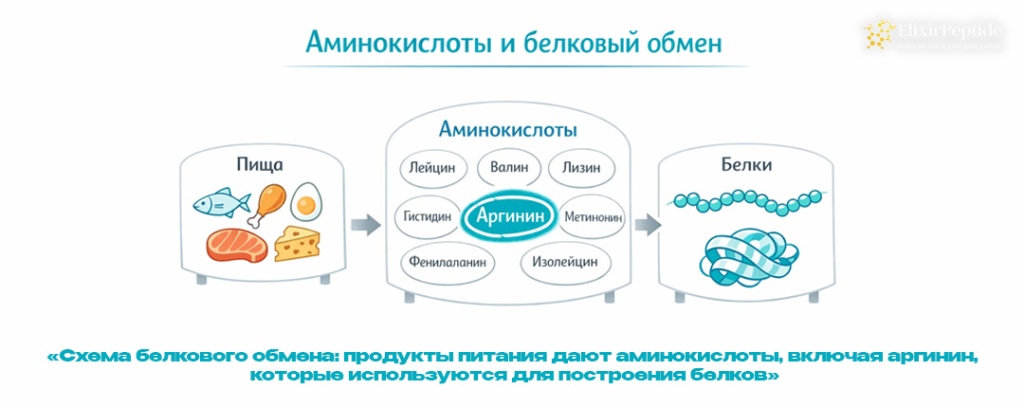 Схема белкового обмена- продукты питания дают аминокислоты включая аргинин которые используются для построения белков.jpg