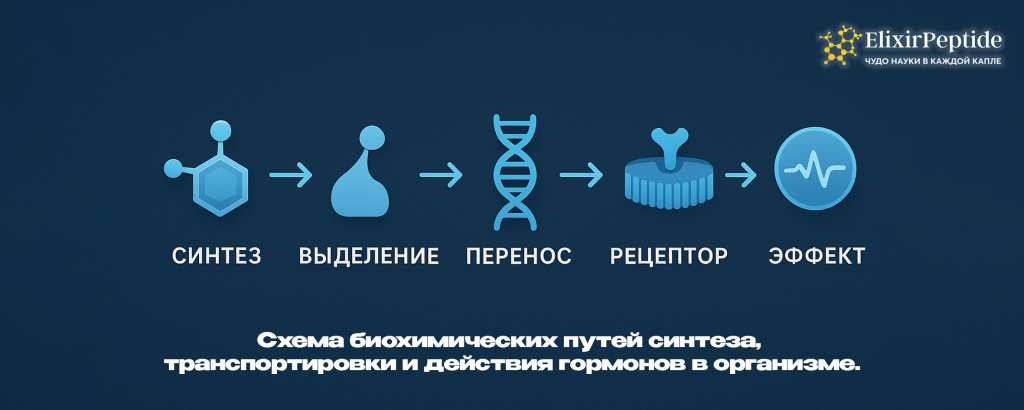Схема биохимических путей синтеза транспортировки и действия гормонов в организме. .png