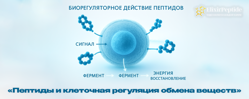 Пептиды и клеточная регуляция обмена веществ.png