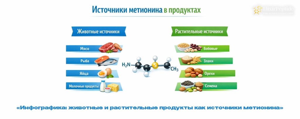 Инфографика- животные и растительные продукты как источники метионина .jpg