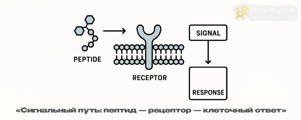 Сигнальный путь- пептид рецептор клеточный ответ .png