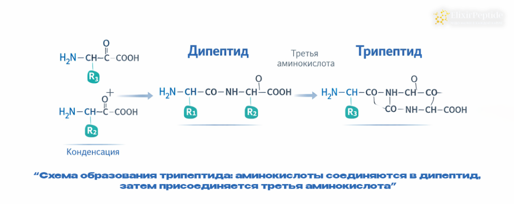 Схема образования трипептида- аминокислоты соединяются в дипептид затем присоединяется третья аминокислота.png