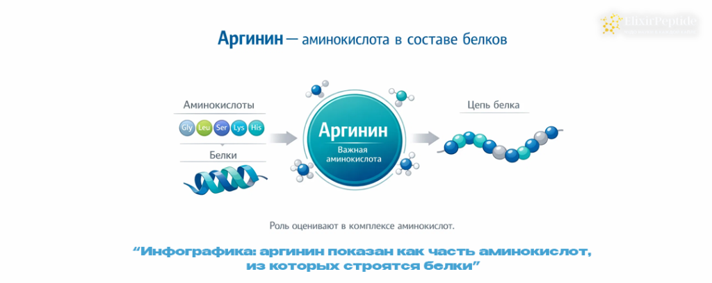 Инфографика- аргинин показан как часть аминокислот из которых строятся белки.png