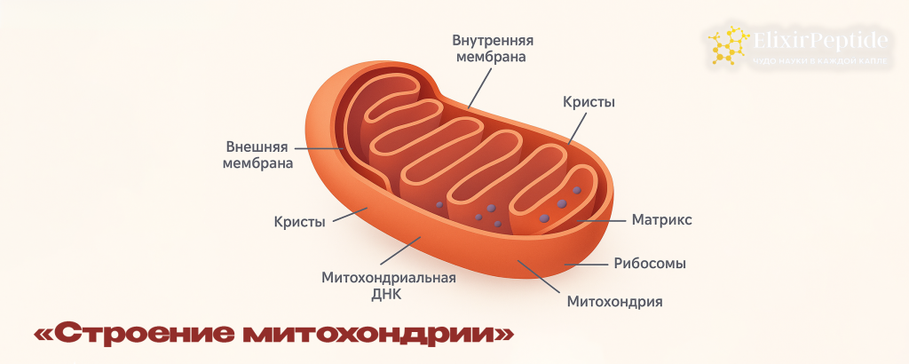 Строение митохондрии.png