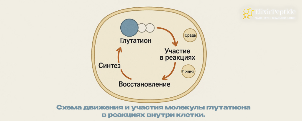  Схема движения и участия молекулы глутатиона в реакциях внутри клетки. .png
