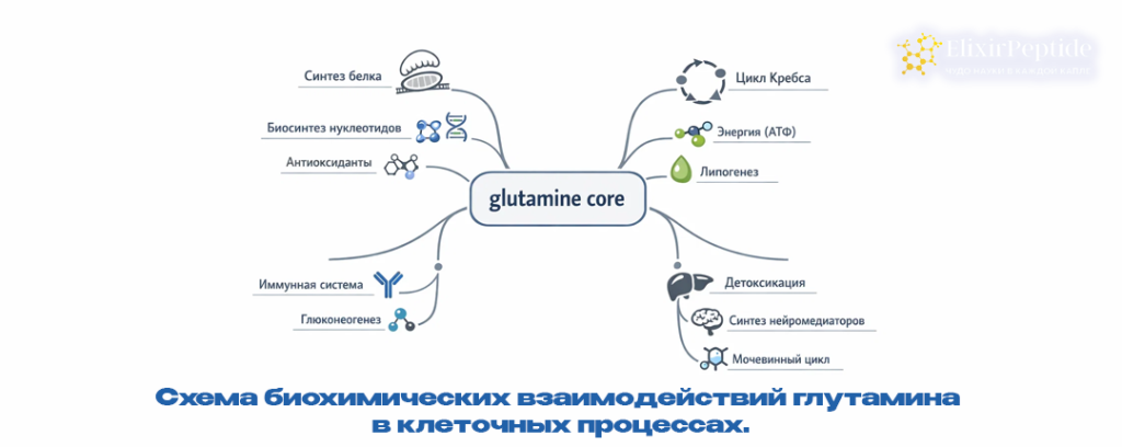 Схема биохимических взаимодействий глутамина в клеточных процессах..png