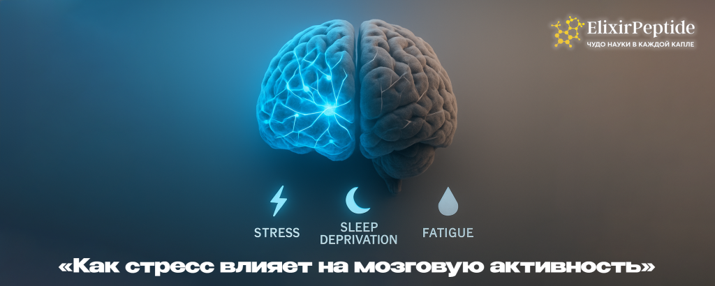 Как стресс влияет на мозговую активность.png