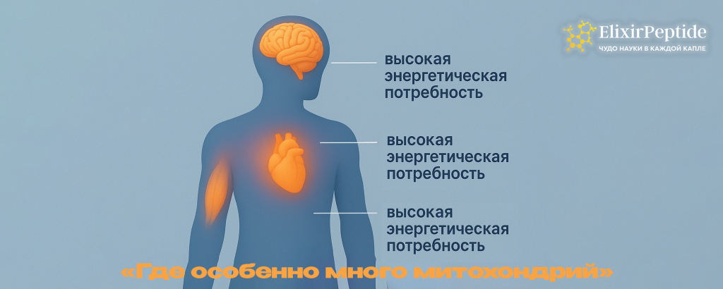 Где особенно много митохондрий .png