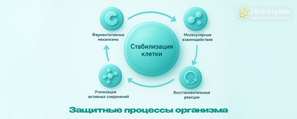 Защитные процессы организма .png