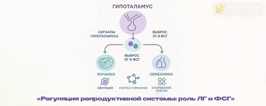 Регуляция репродуктивной системы- роль ЛГ и ФСГ .png