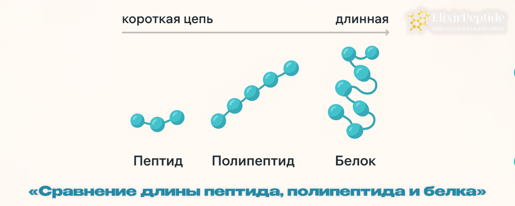 Сравнение длины пептида полипептида и белка.png