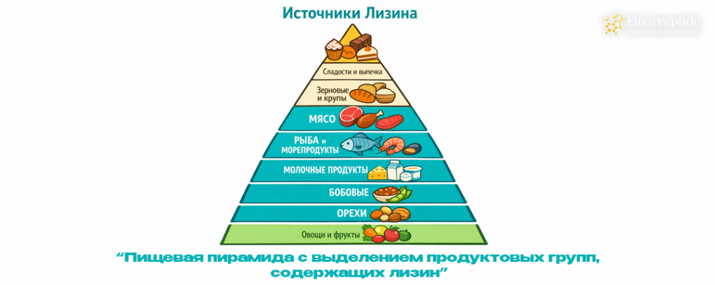 Пищевая пирамида с выделением продуктовых групп содержащих лизин.png