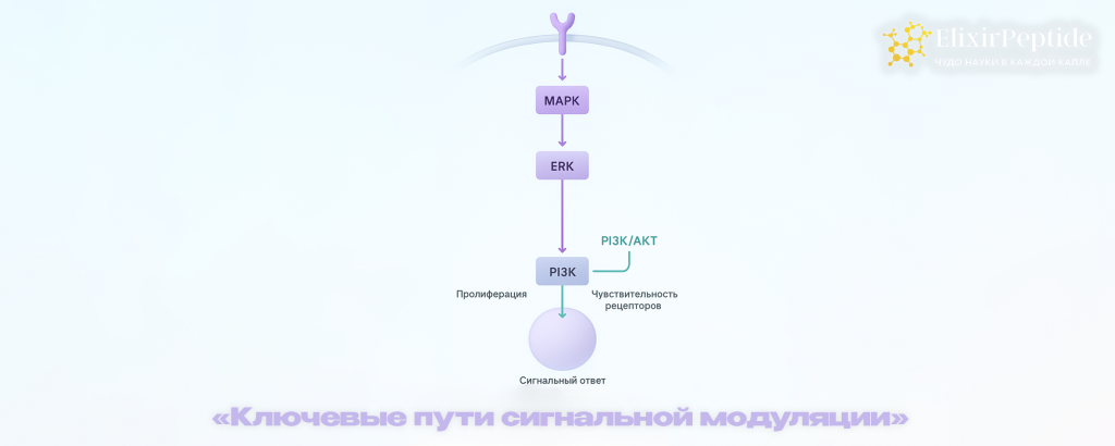 Ключевые пути сигнальной модуляции.png