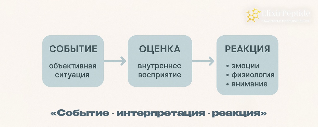 Событие интерпретация реакция.jpg