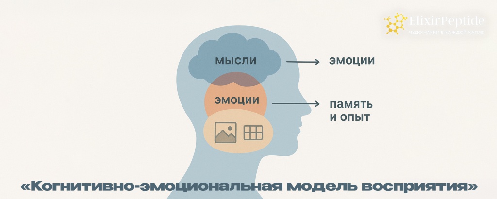 Когнитивно-эмоциональная модель восприятия .jpg