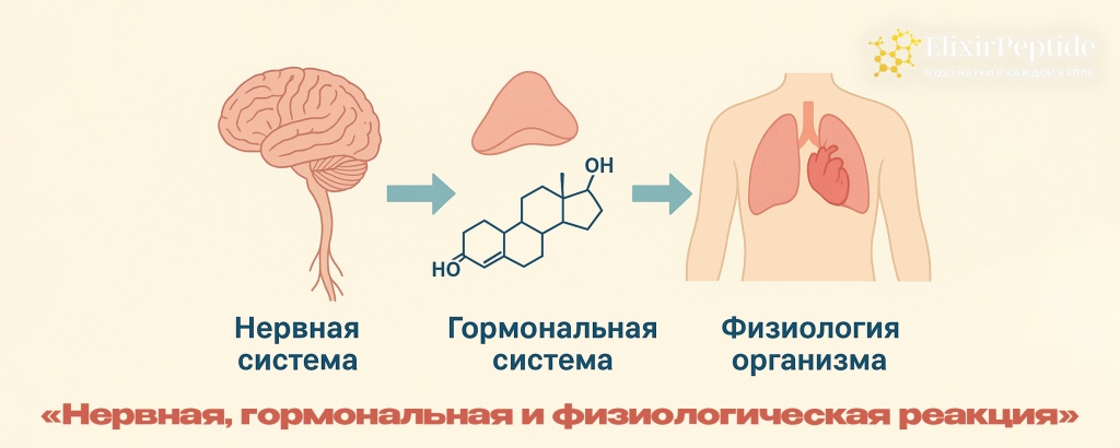 Нервная гормональная и физиологическая реакция.jpg