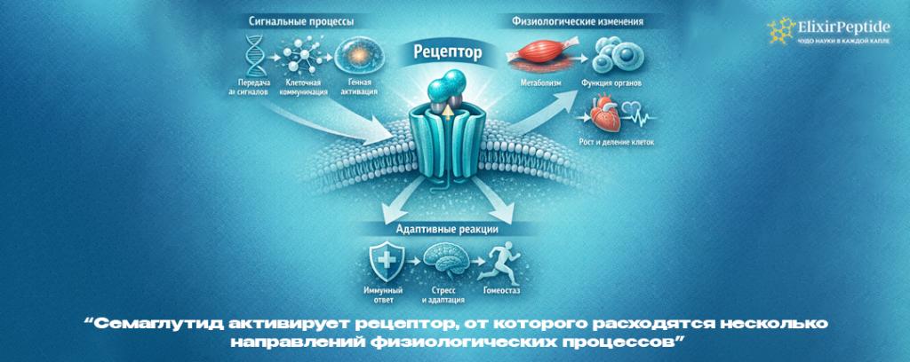 Семаглутид активирует рецептор от которого расходятся несколько направлений физиологических процессов.png