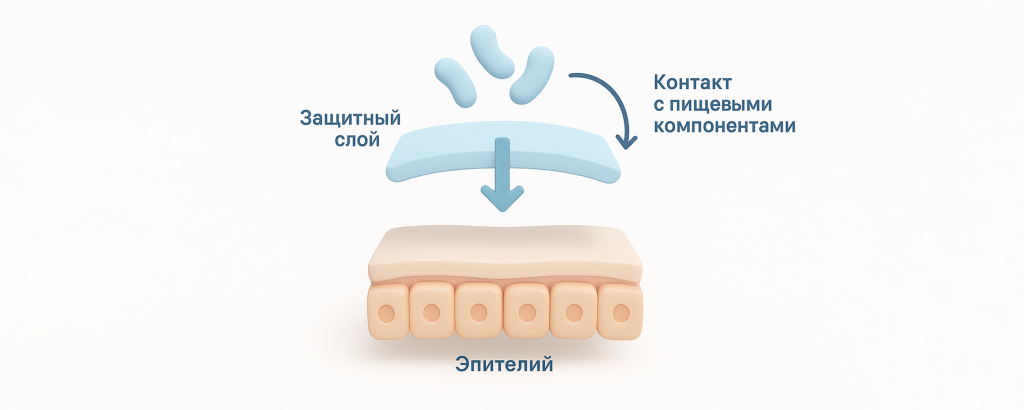 Модель слизистой оболочки с барьерным слоем 