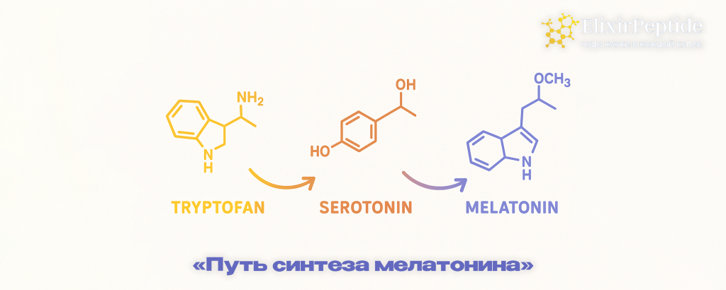 Путь синтеза мелатонина.png