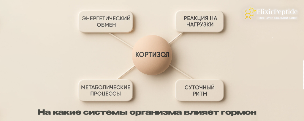 На какие системы организма влияет гормон.png