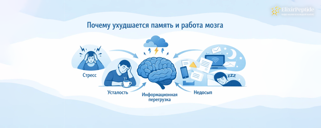 Почему ухудшается память и работа мозга.png