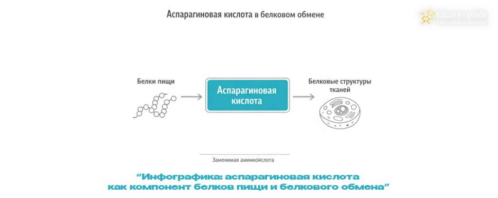 Инфографика- аспарагиновая кислота как компонент белков пищи и белкового обмена.jpg