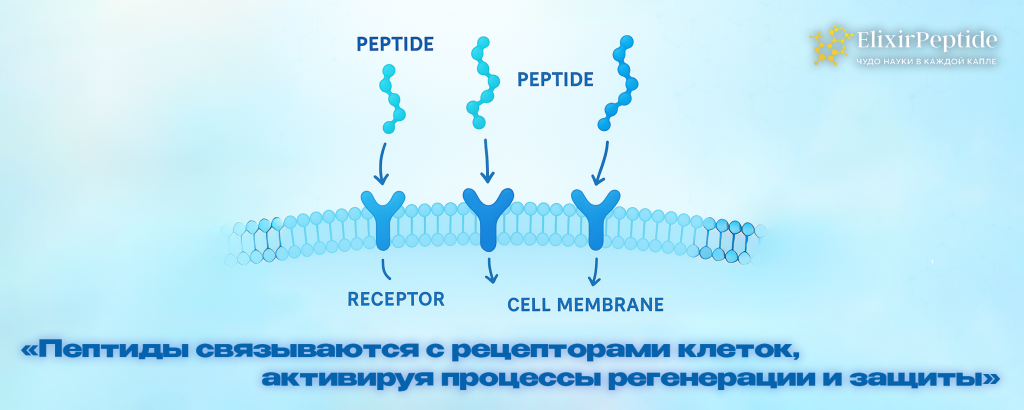 Пептиды связываются с рецепторами клеток активируя процессы регенерации и защиты. .png