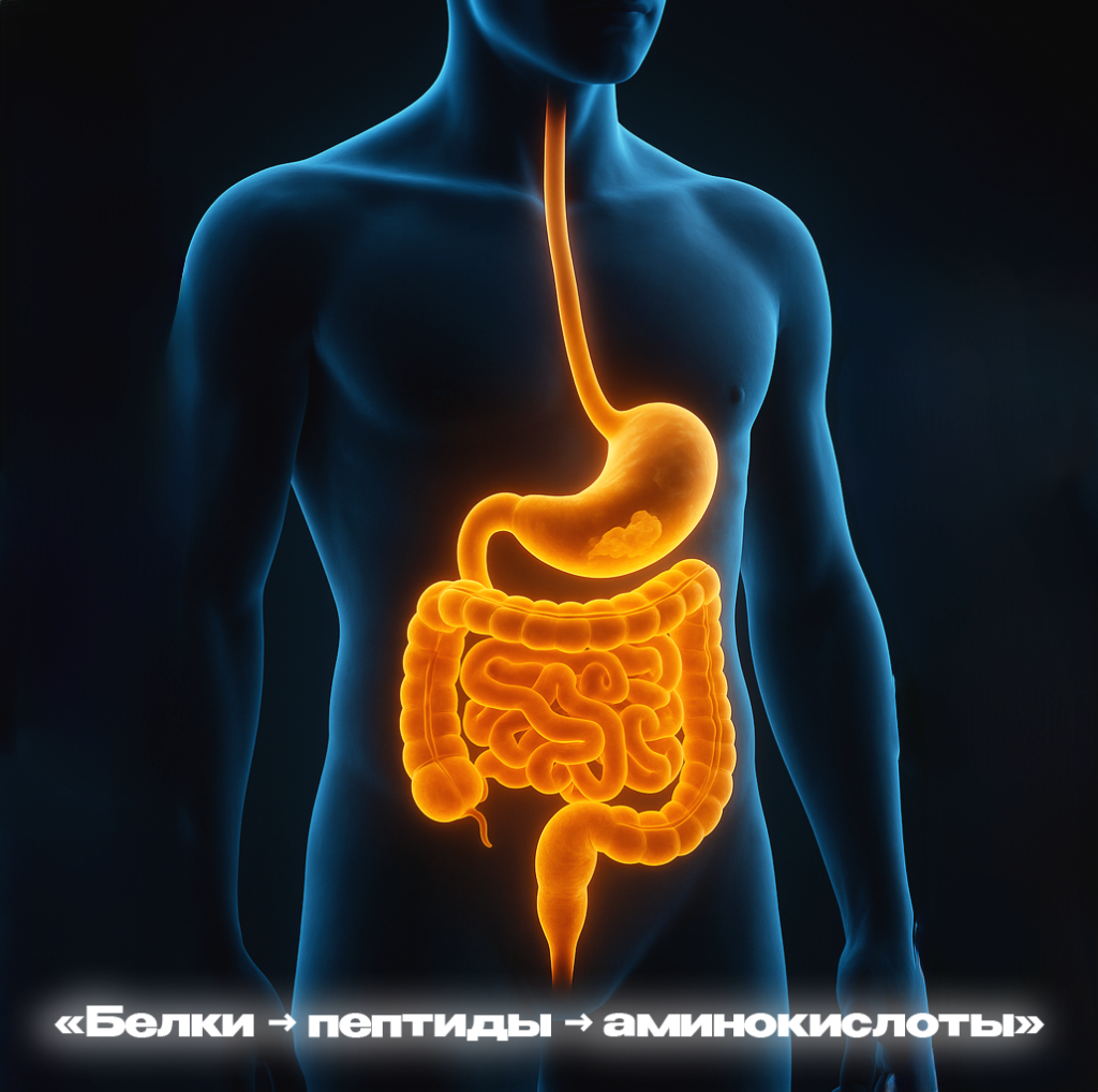 белки пептиды аминокислоты.png