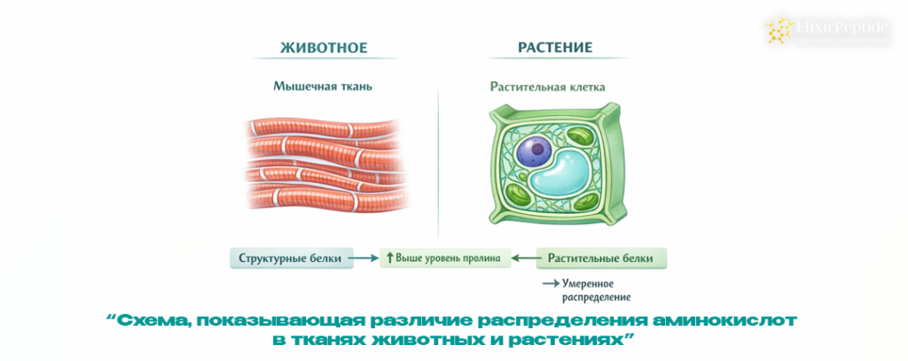 Схема показывающая различие распределения аминокислот в тканях животных и растениях.png