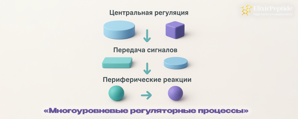 Многоуровневые регуляторные процессы.png
